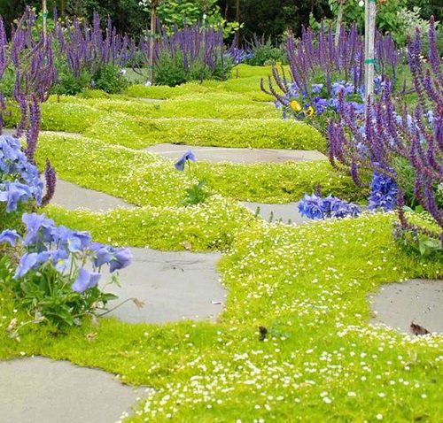 beautiful Top Strollable Ground Covers