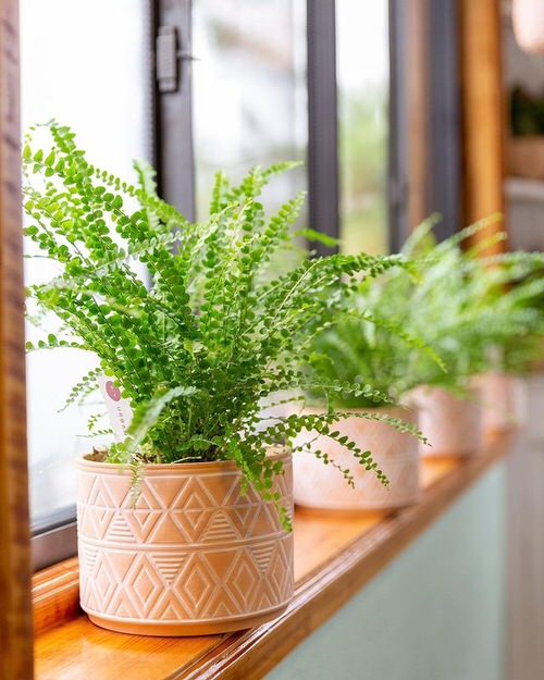 Gorgeous Ferns that Grow Well in Containers Both Indoors and Outside