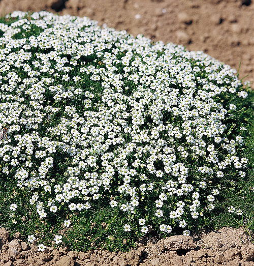 beautiful Top Strollable Ground Covers