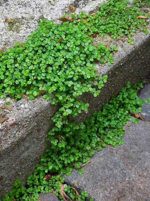 Walkable Ground Covers 1