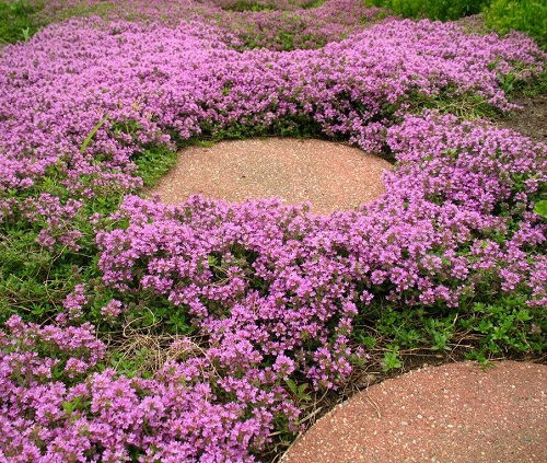 Top Walkable Ground Covers