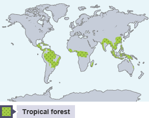 Rainforest 