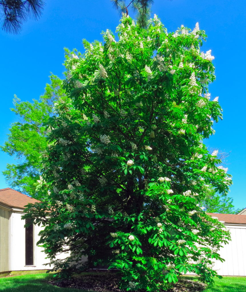 Buckeye tree