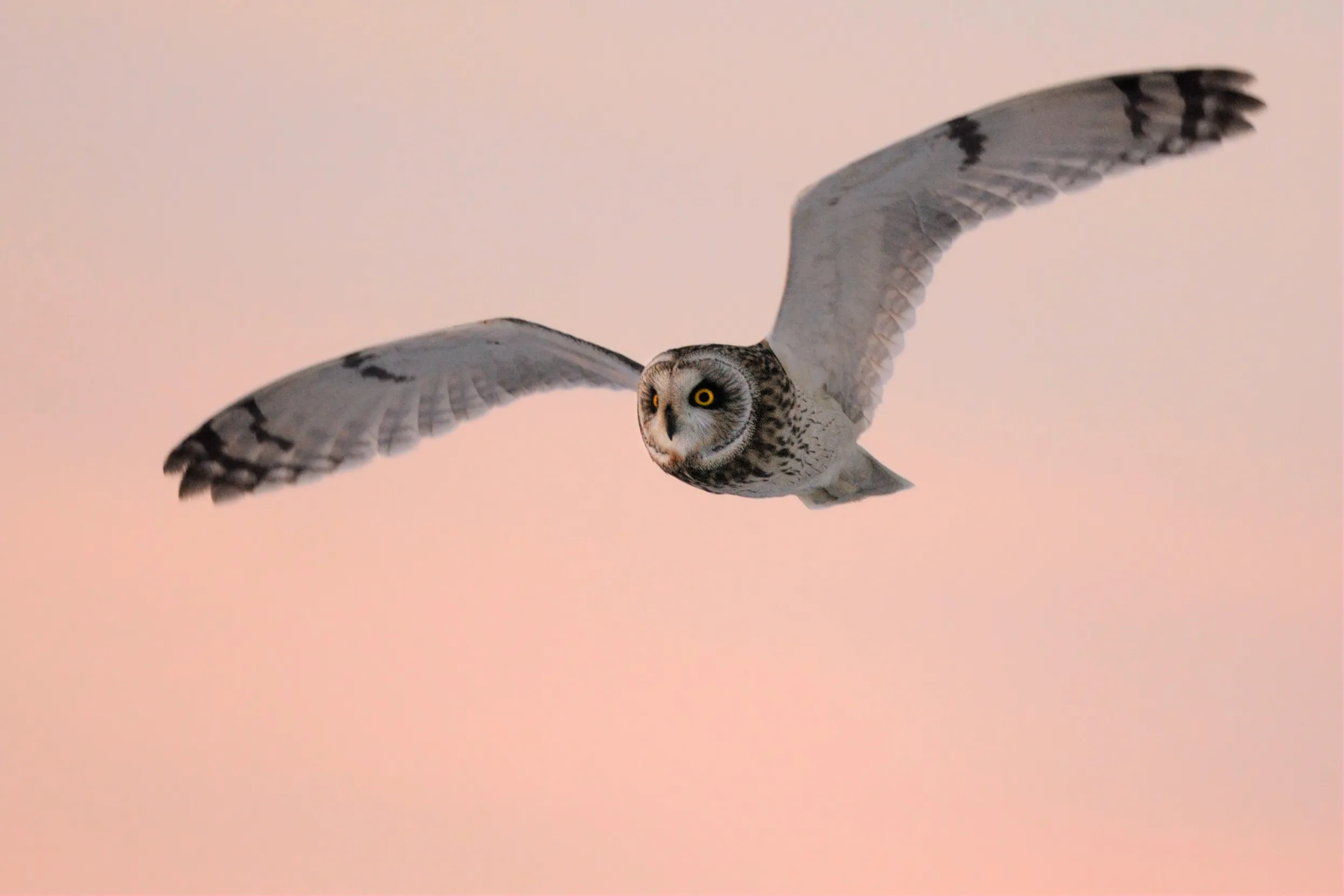 Short-eared Owl in flight in a pink sunset sky.