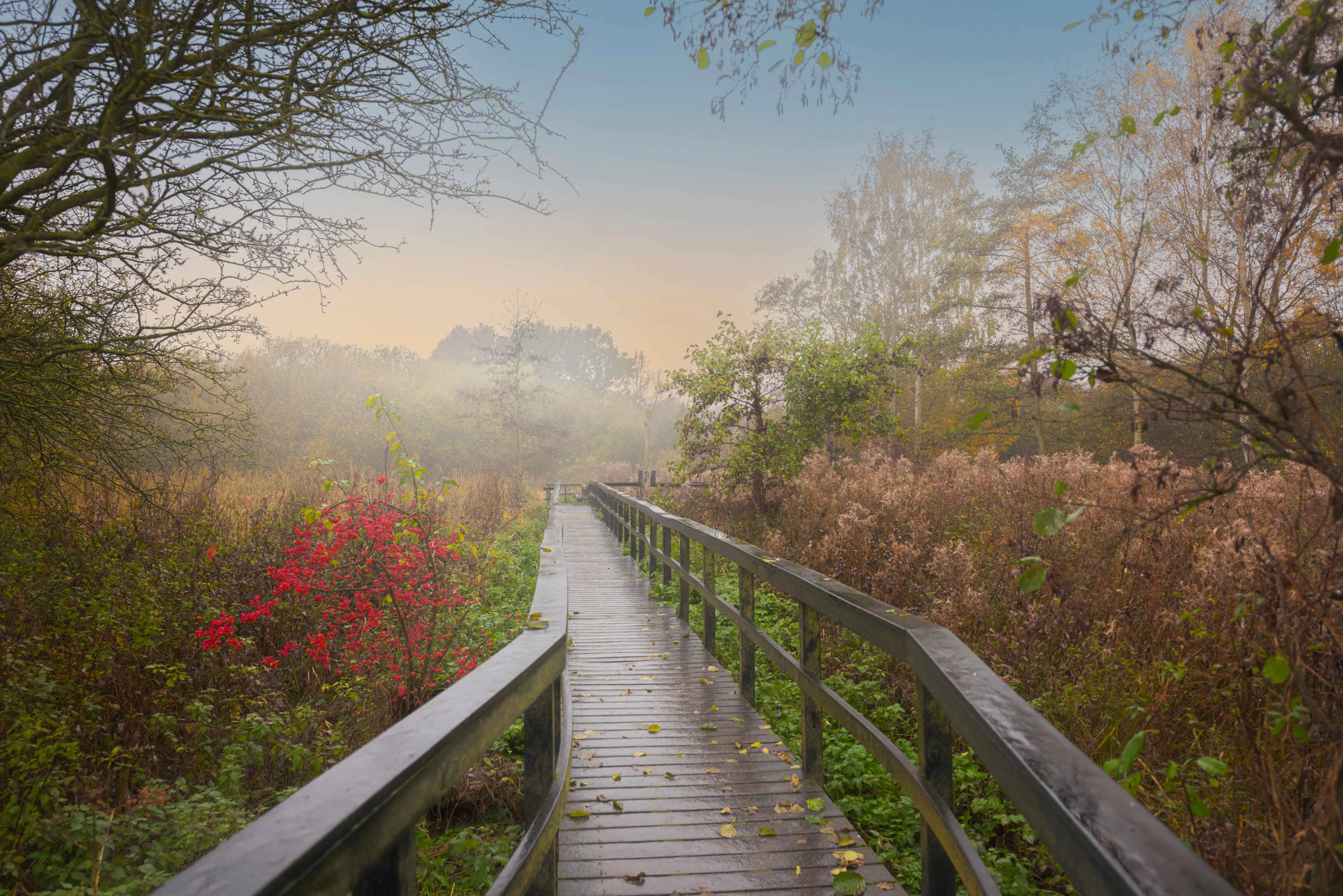 Misty boardwalk through RSPB Fairburn Ings nature reserve