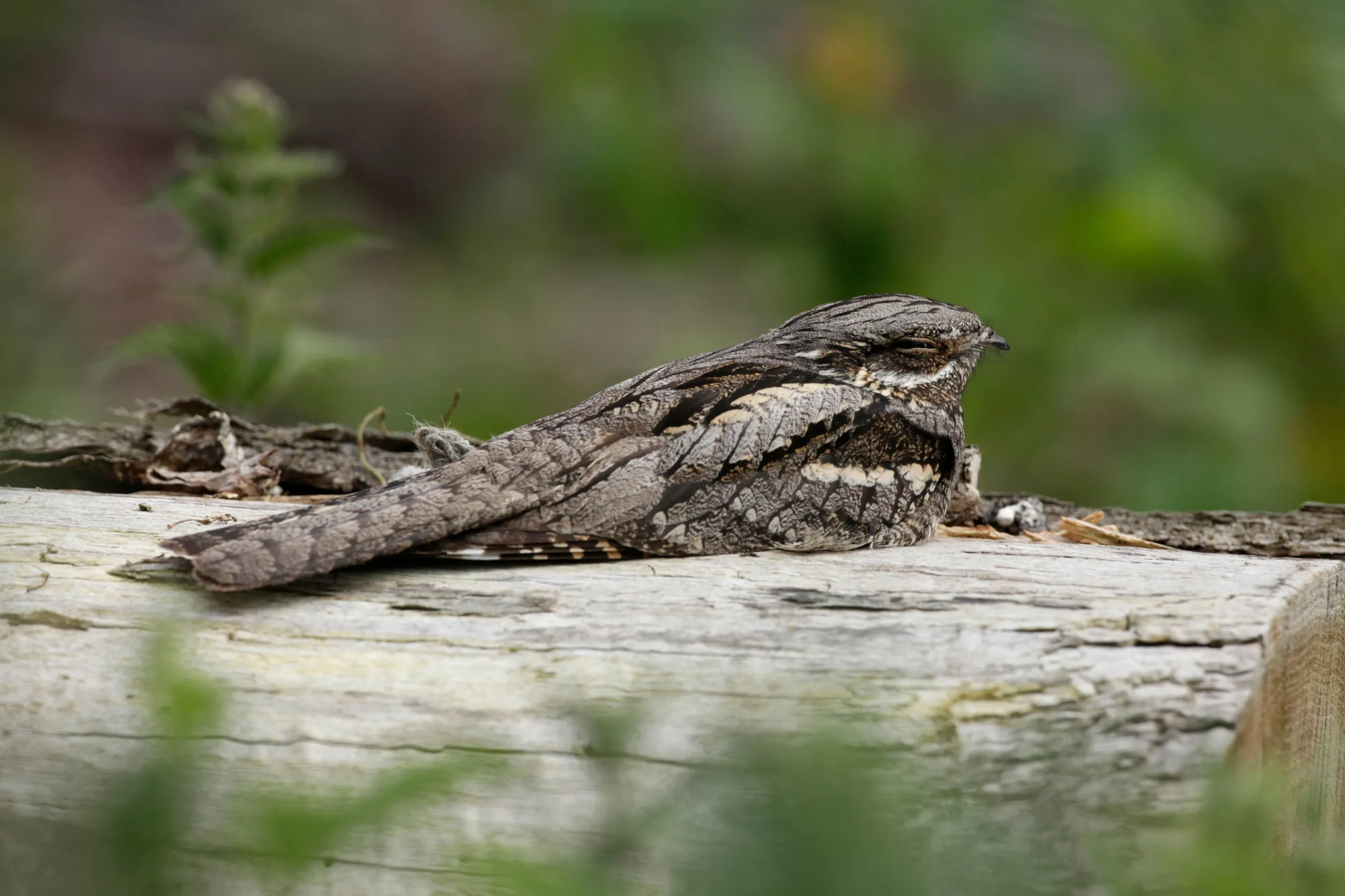 Nightjar, roosting during daylight hours, perched on a log, relying on camouflage and immobility for disguise