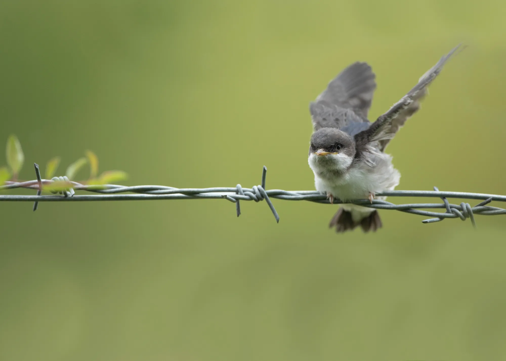 House Martin newly fledged bird perched on barbed wire fence.