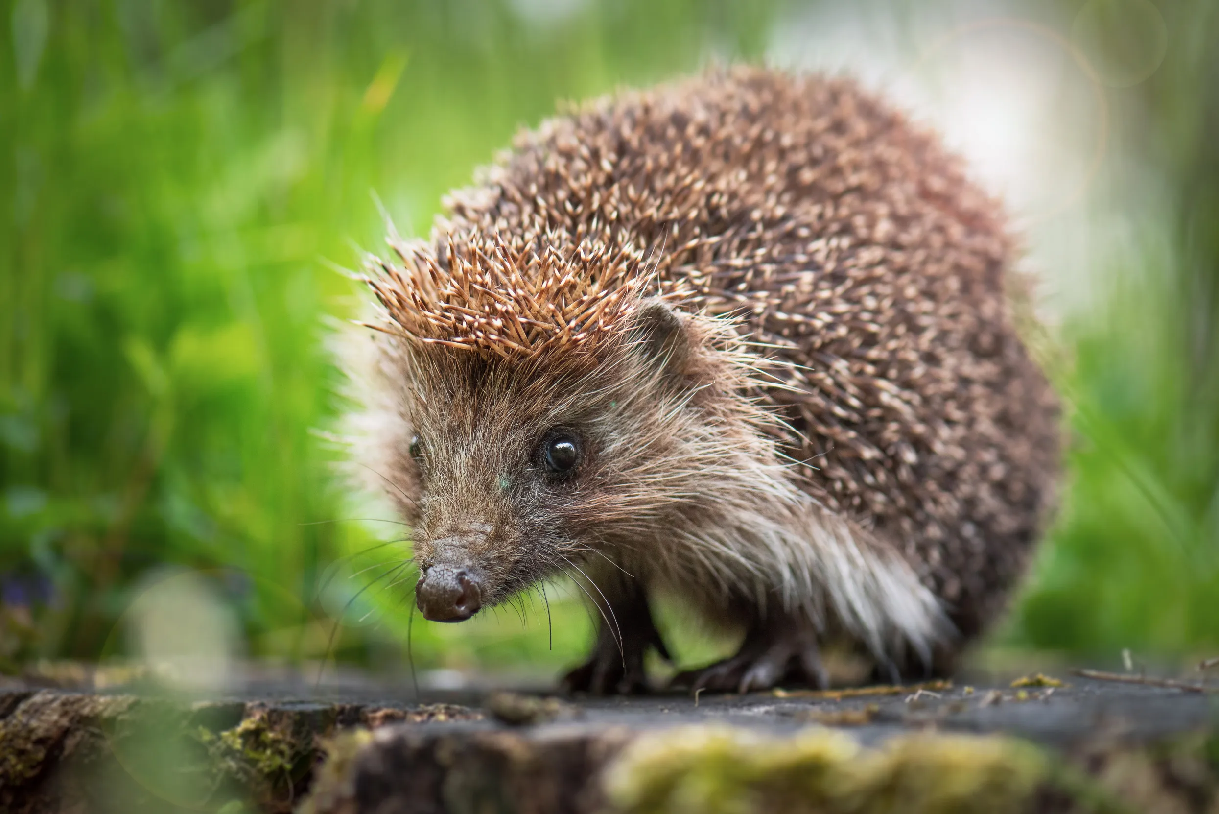 A hedgehog on a rock amongst the greenery.