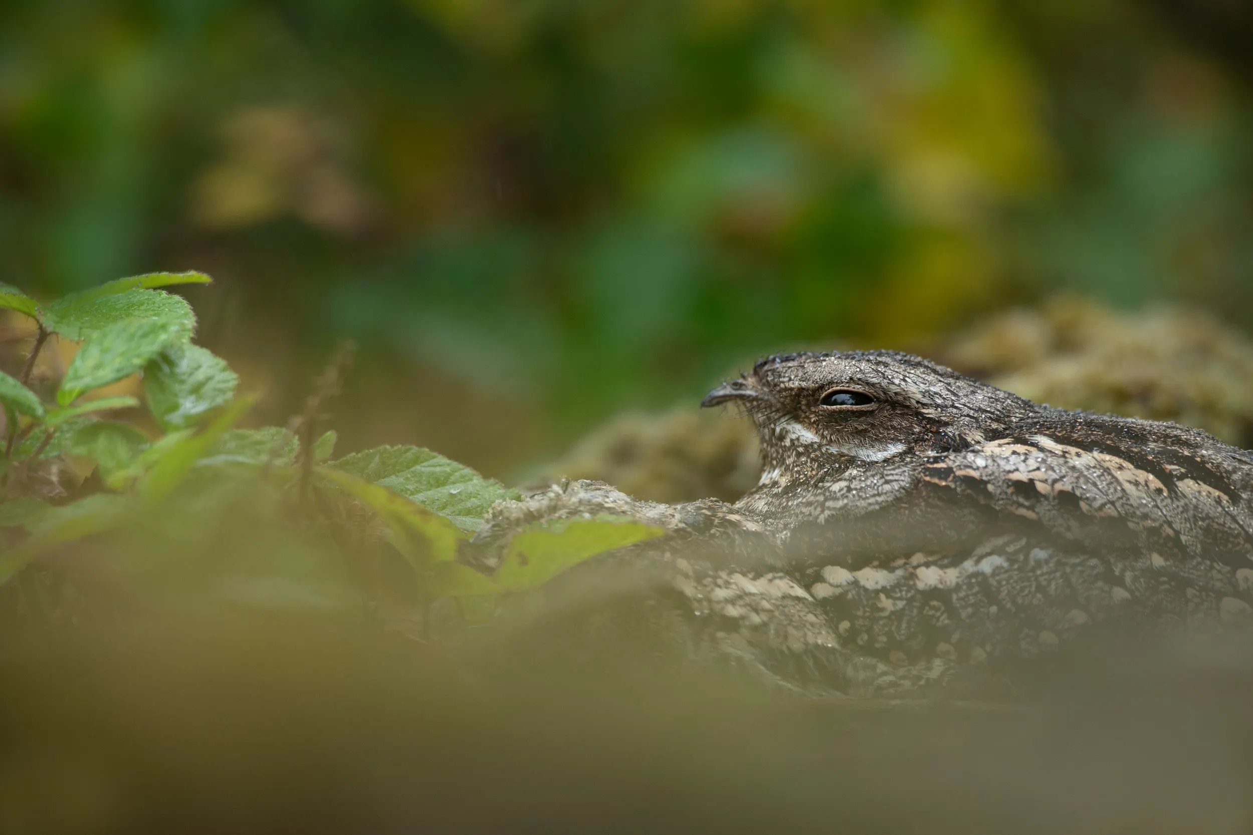 Nightjar, sitting on a nest sight