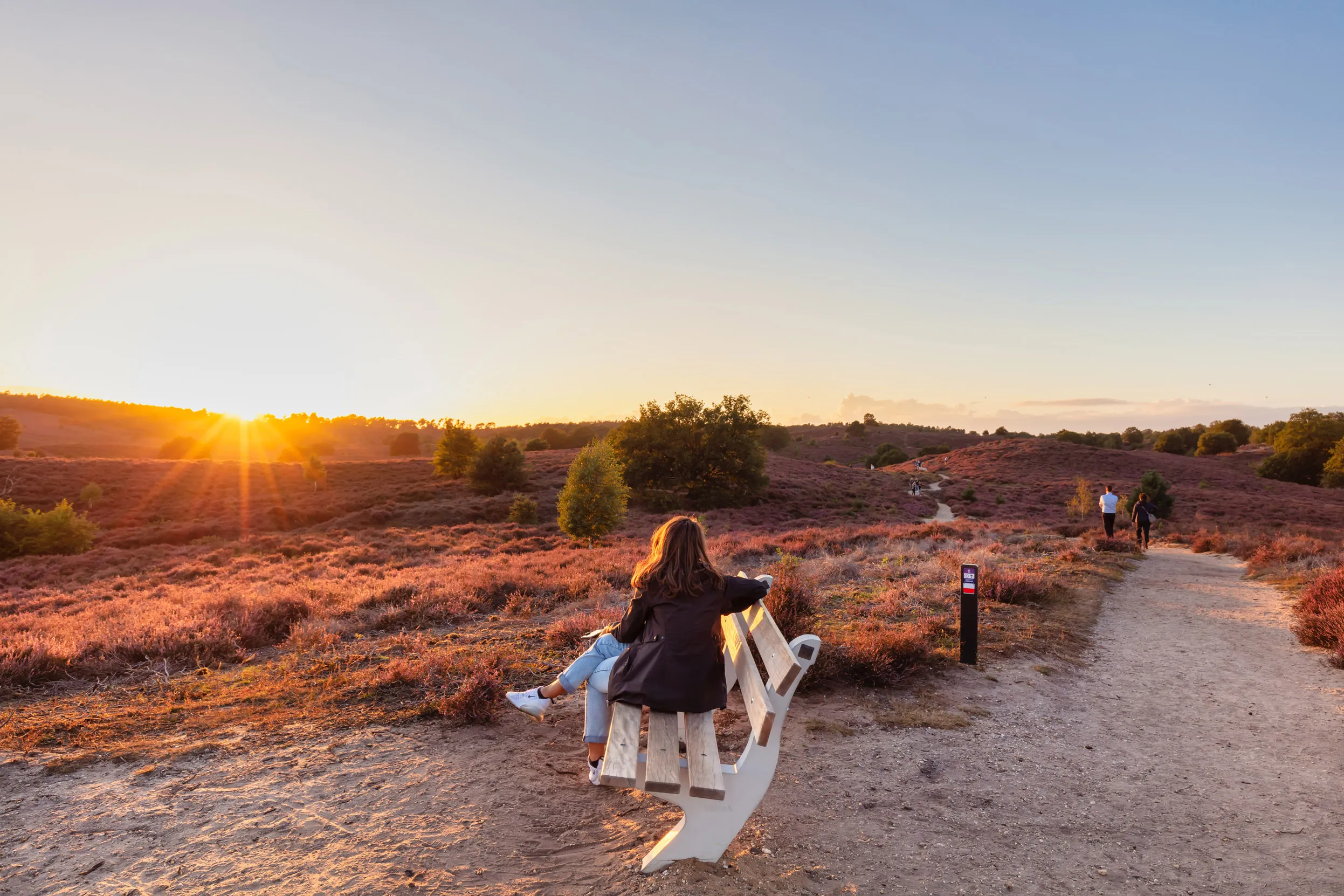 Visitor, sat on a bench, looking towards a golden sunset over purple heathland.