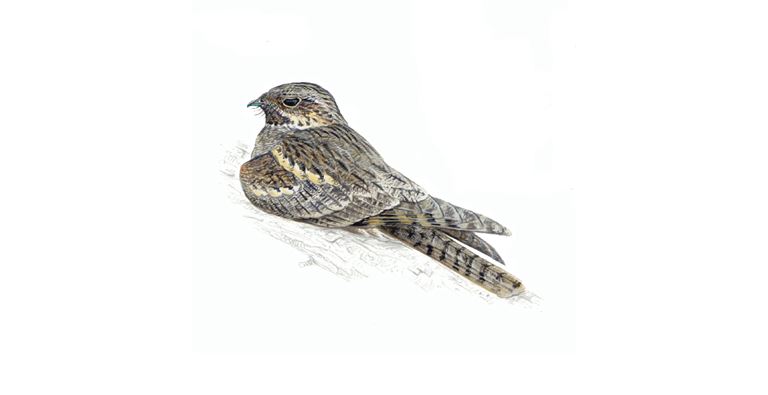 An illustration of a male Nightjar.