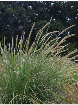 Pennisetum macrourum