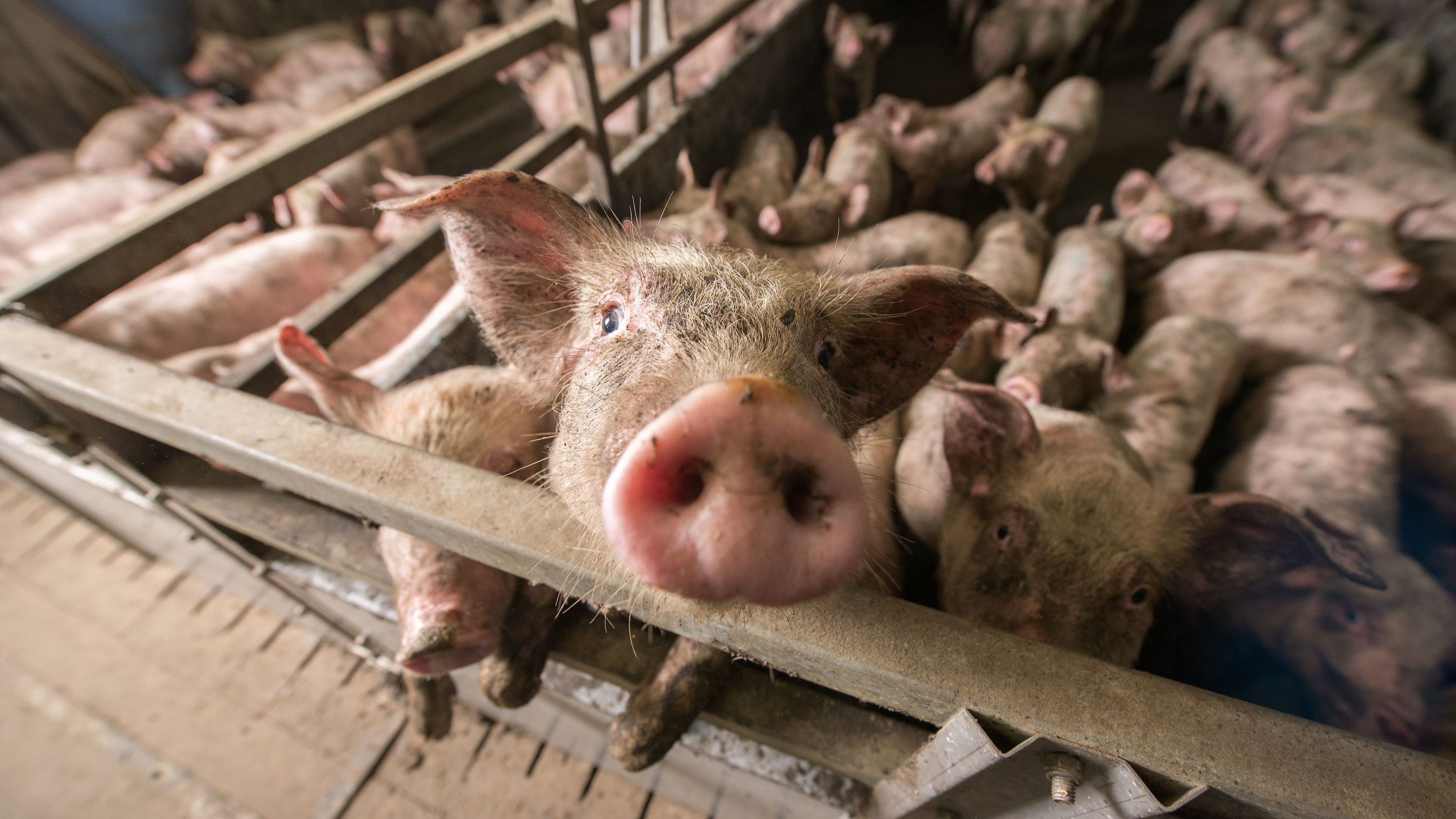 a large group of pigs in a pen.