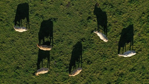 A group of cows are grazing peacefully in a lush green field.