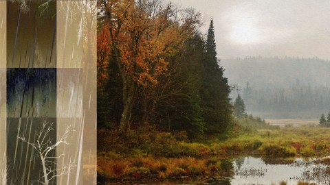 A picture of a serene forest with tall trees and a peaceful pond.