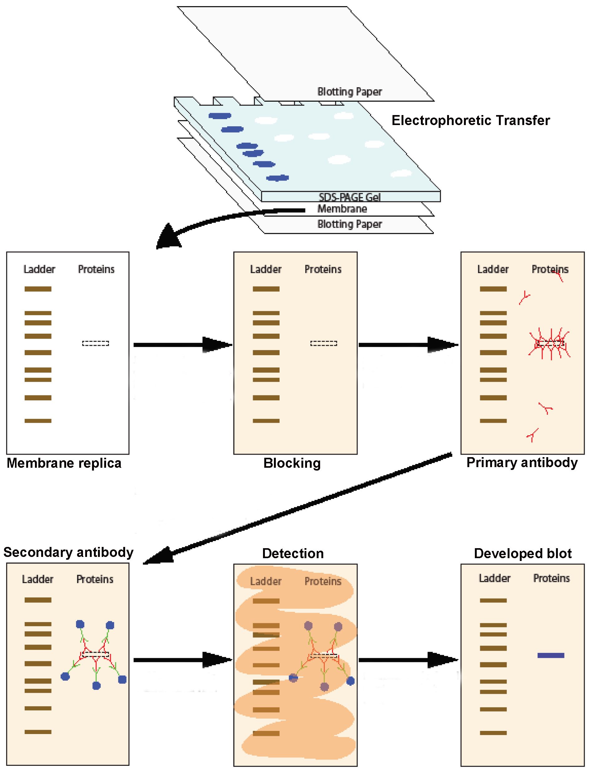 Western Blot Procedure