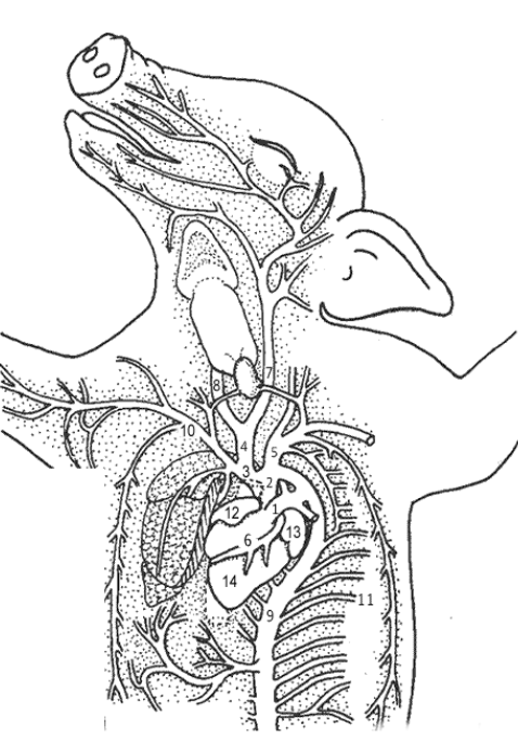 [DIAGRAM] Fetal Pig Day 2 Dissection Diagram - MYDIAGRAM.ONLINE