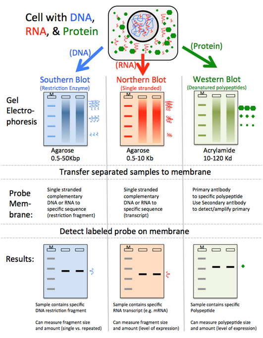 Western Blotting Introduction Principle And Applications