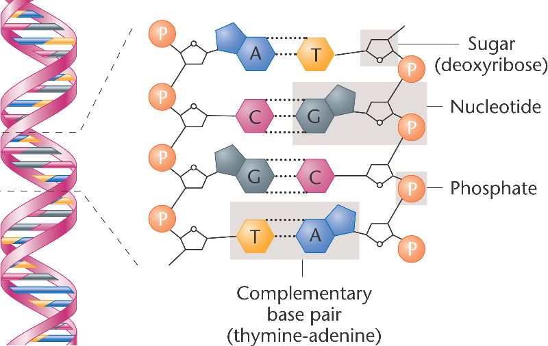 Diagram Of Double Helix Structure Of Dna How To Draw Dna Dou