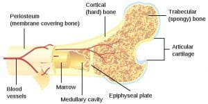 Bone cross-section