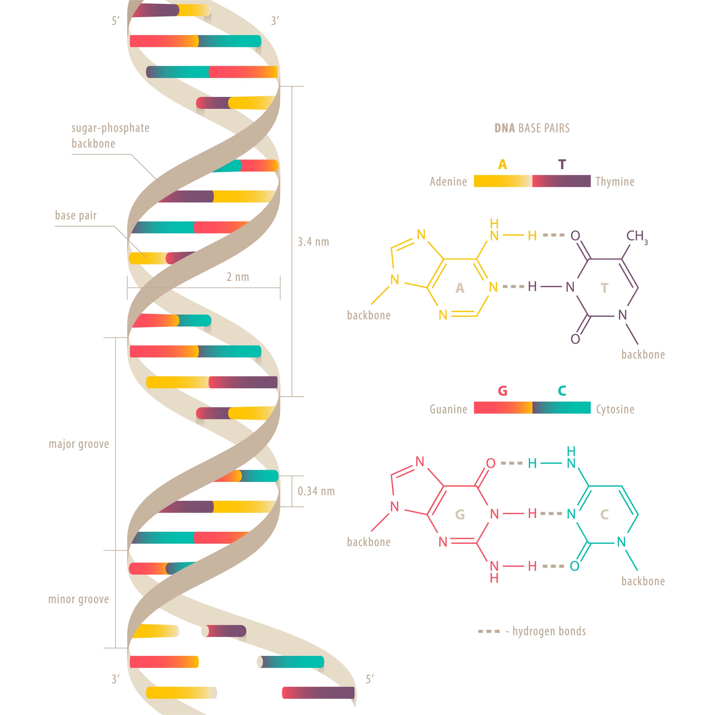 Dna Double Helix Structure Model Dna Structure Of Deoxyribose Genetic ...