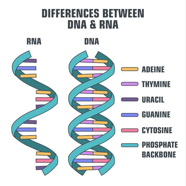 Rna Vs Dna