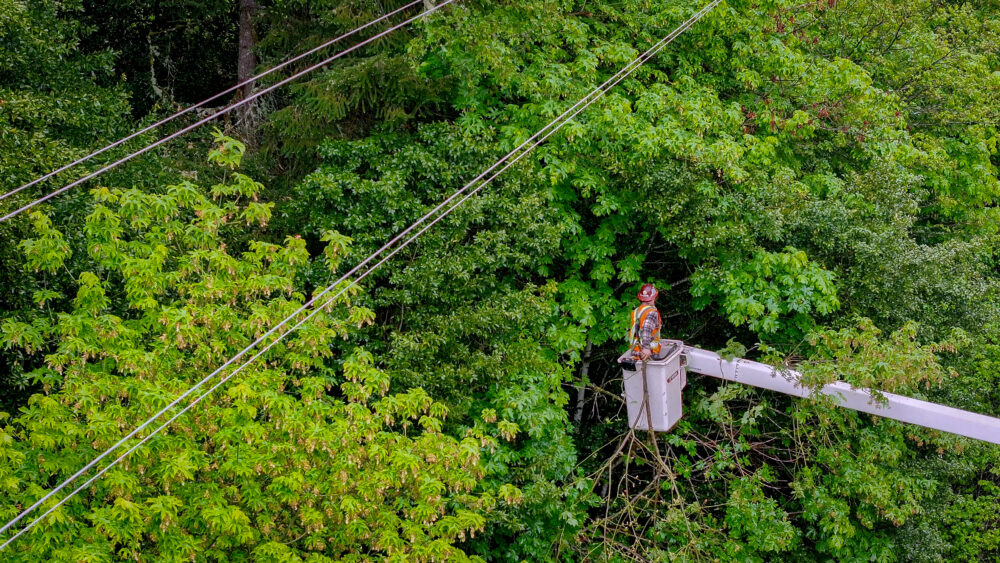 A person wearing a hard hat is in a crane bucket. Power lines can be seen crossing through the trees.