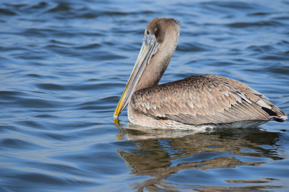 A gray water fowl with a white and yellow-ish bill floats on the water's surface.