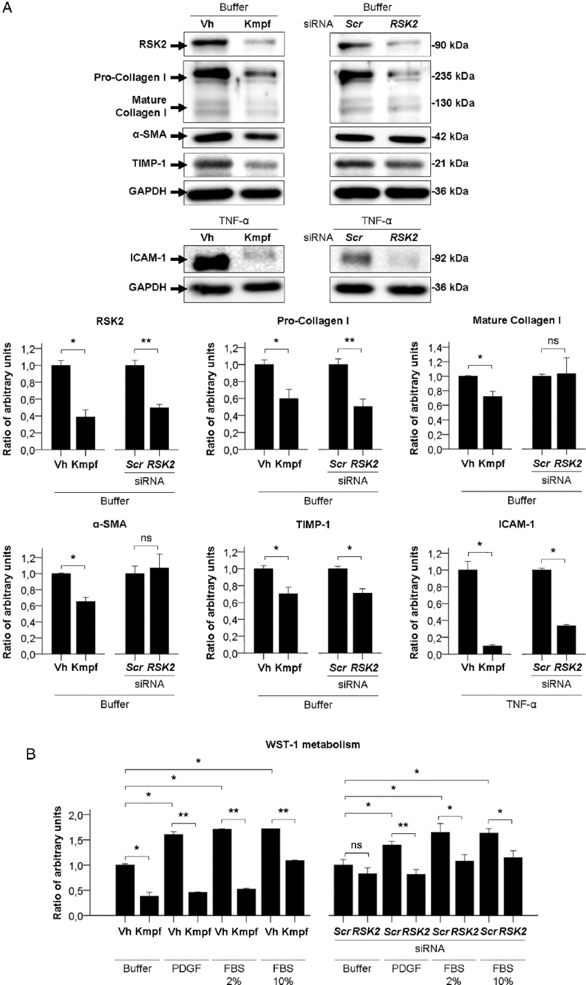 Pdf Western Blot Analysis Uncovers Clues To Prolamin Digestibility In ...