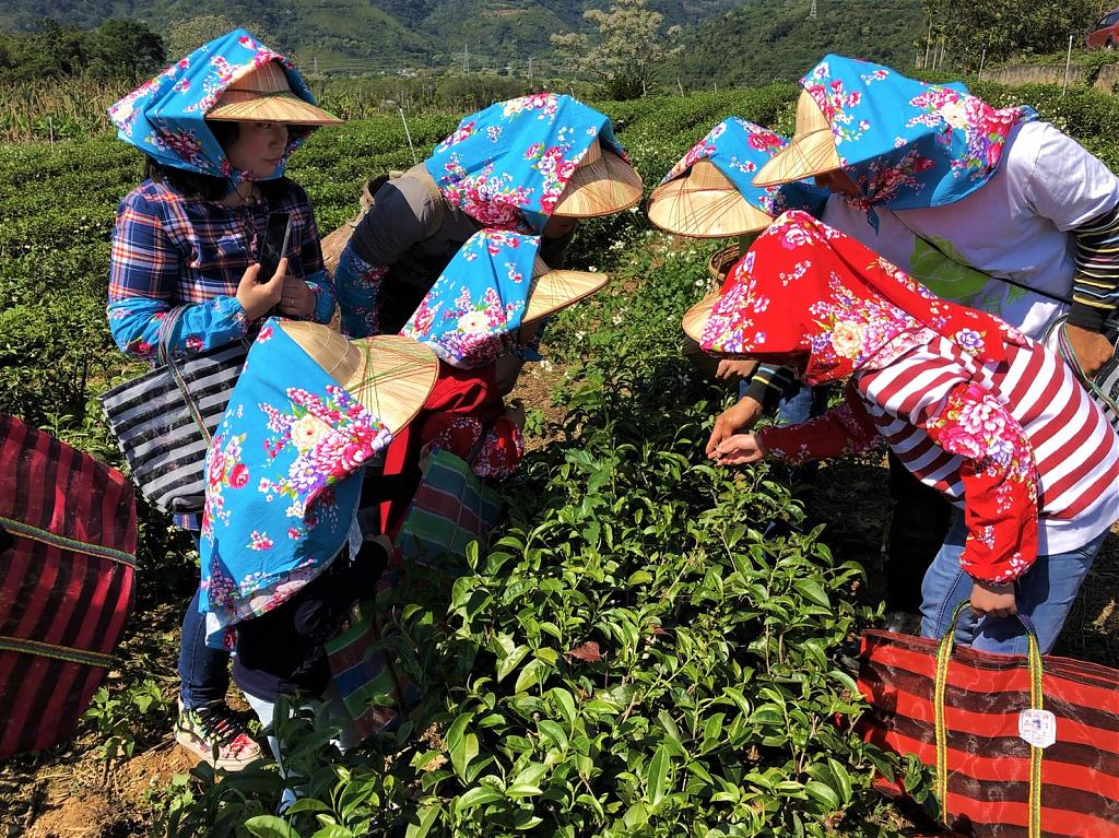 鹿野高台周邊體驗-採茶