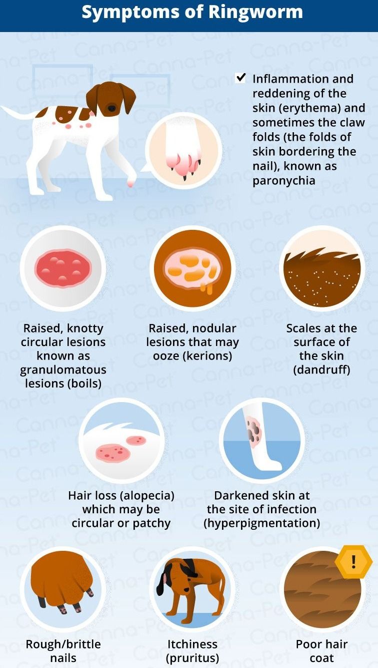 What Does Ringworm Look Like on a Dog? Ringworm In Dogs.