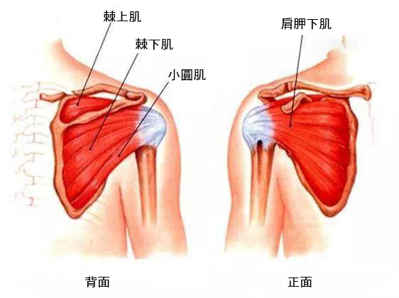 3大肩膀痛症狀 旋轉肌撕裂傷