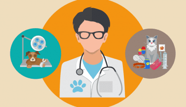 How to Become a Veterinary Doctor