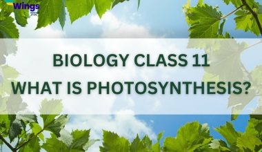 what is photosynthesis