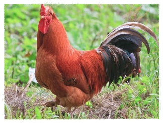 15+ Paling Keren Gambar Ayam Jantan Dan Ayam Betina