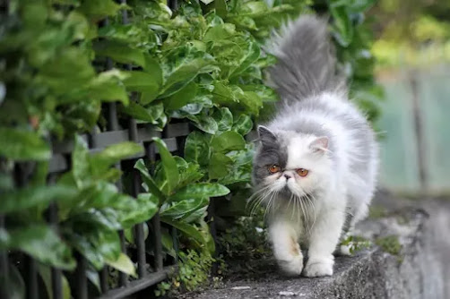 Indoor vs. Outdoor Cats: Should You Let Your Kitty Roam?