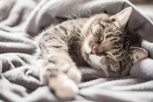 Do Cats Get Cold? How to Keep Your Cat Warm This Winter