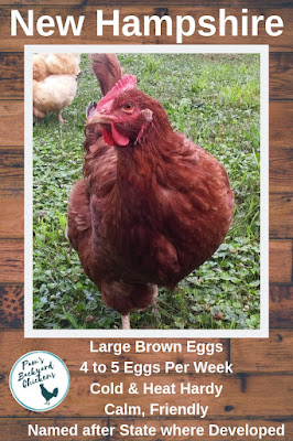 The New Hampshire chicken is a great family-friendly bird that's named for the state where it was developed. This is a good dual-purpose bird that matures early and consistently lays brown eggs.