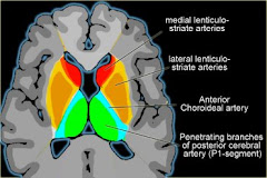 Brain Section