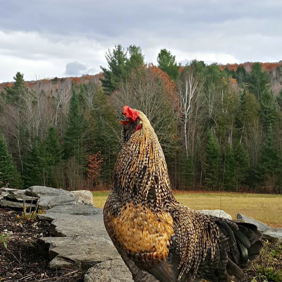 How Loud is a Rooster's Crow?