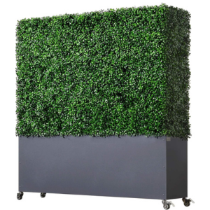 What are the types of boxwood hedge walls?