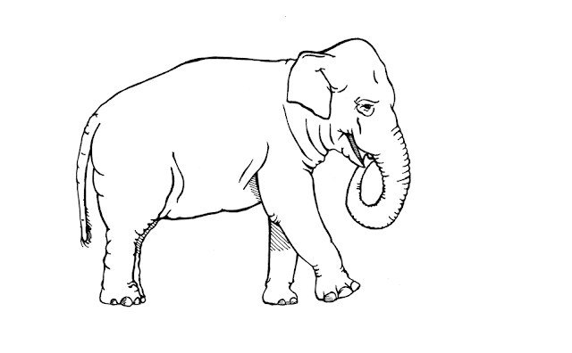 Elephant Cartoone Colour Drawing HD Wallpaper