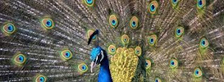 Free Peacock Facebook Cover Images