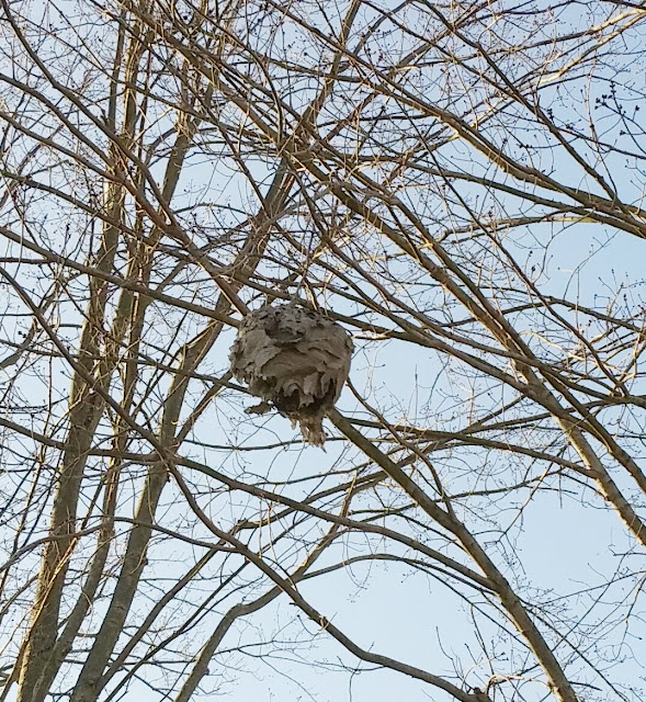 In winter, hornet nests are easily found and fascinating structures that can be safely explored without fear of repercussion. Find out more about these fascinating creatures.