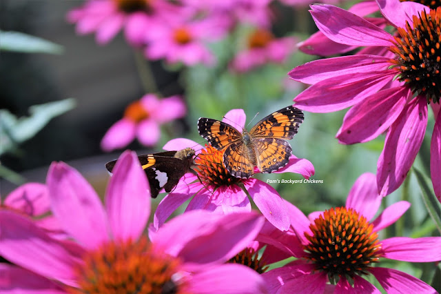 It’s fun to know who’s who in the garden. That way, when you start spotting the pollinators you’ve attracted, you’ll know what you’re spotting and some fun facts about them.