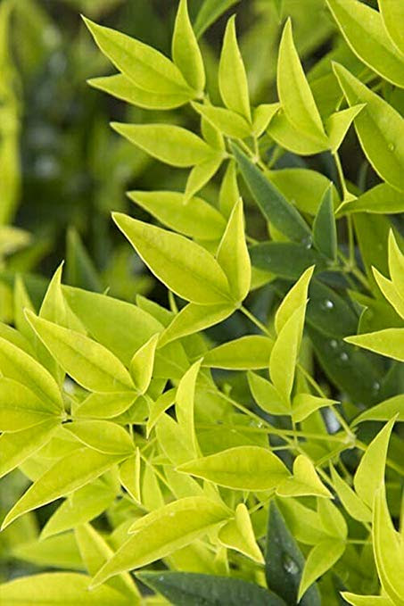 To me it looks like excess k or a micronutrient. Nandina Domestica Alba Lemon Lime Beautiful Bright And Showy Hue Of Pixies Gardens