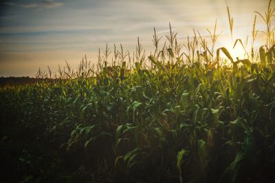 PACE Crop Insurance helps an Illinois farmer improve conservation and save money