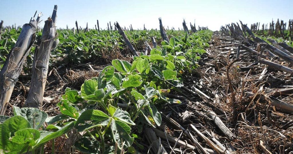 Understanding the costs and returns of cover crops: What farmers need to know