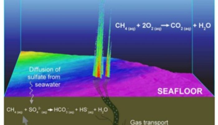 Understanding the role of microbes in cold seep habitats