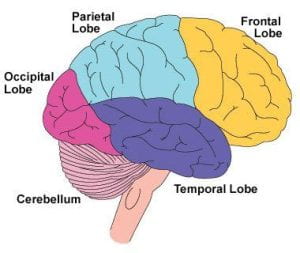 Image of the brain with the lobes and cerebellum labeled. Damage to the frontal lobe causes changes in personality and moral decision making.